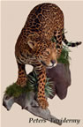 Jaguar lifesize on wall mounted by Peters' Taxidermy 